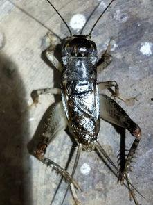 国产蟋蟀机视频大全图片,探索传统娱乐新篇章