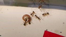 蚂蚁视频三级国产,探寻国产生态的璀璨明珠