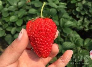 国产草莓榴莲视频网站,探索跨界美食的奇妙之旅