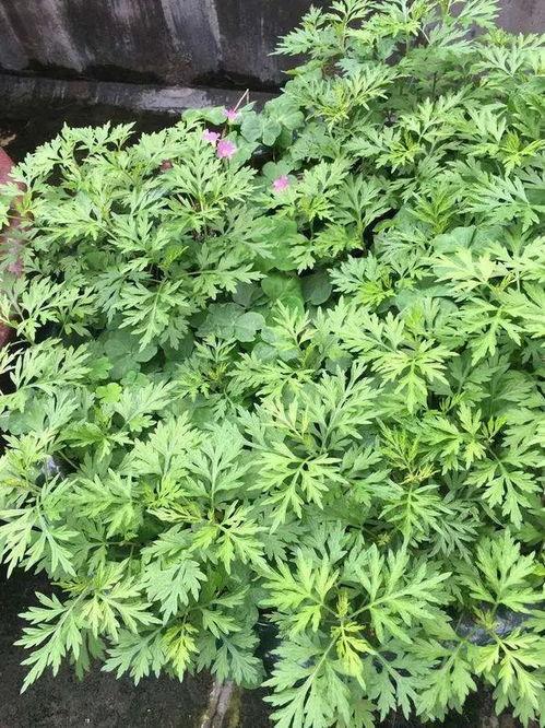 艾草视频国产理,国产理疗新风尚，养生保健新体验