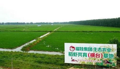 中国产水稻第一的视频