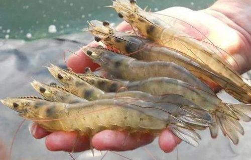 国产大虾介绍视频播放大全,视频大全带你领略美味与品质