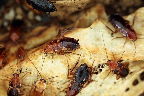 国产电影吃蟑螂视频播放,挑战极限还是恶意炒作？