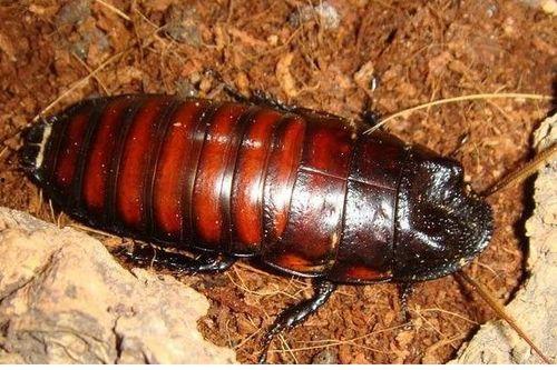 国产电影吃蟑螂视频播放,挑战极限还是恶意炒作？  第2张