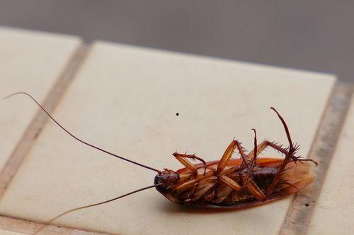 国产电影吃蟑螂视频播放,挑战极限还是恶意炒作？  第3张